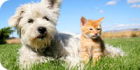 100 natürliches Hundefutter