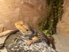 Verkaufe mein Pogona vitticeps Weibchen